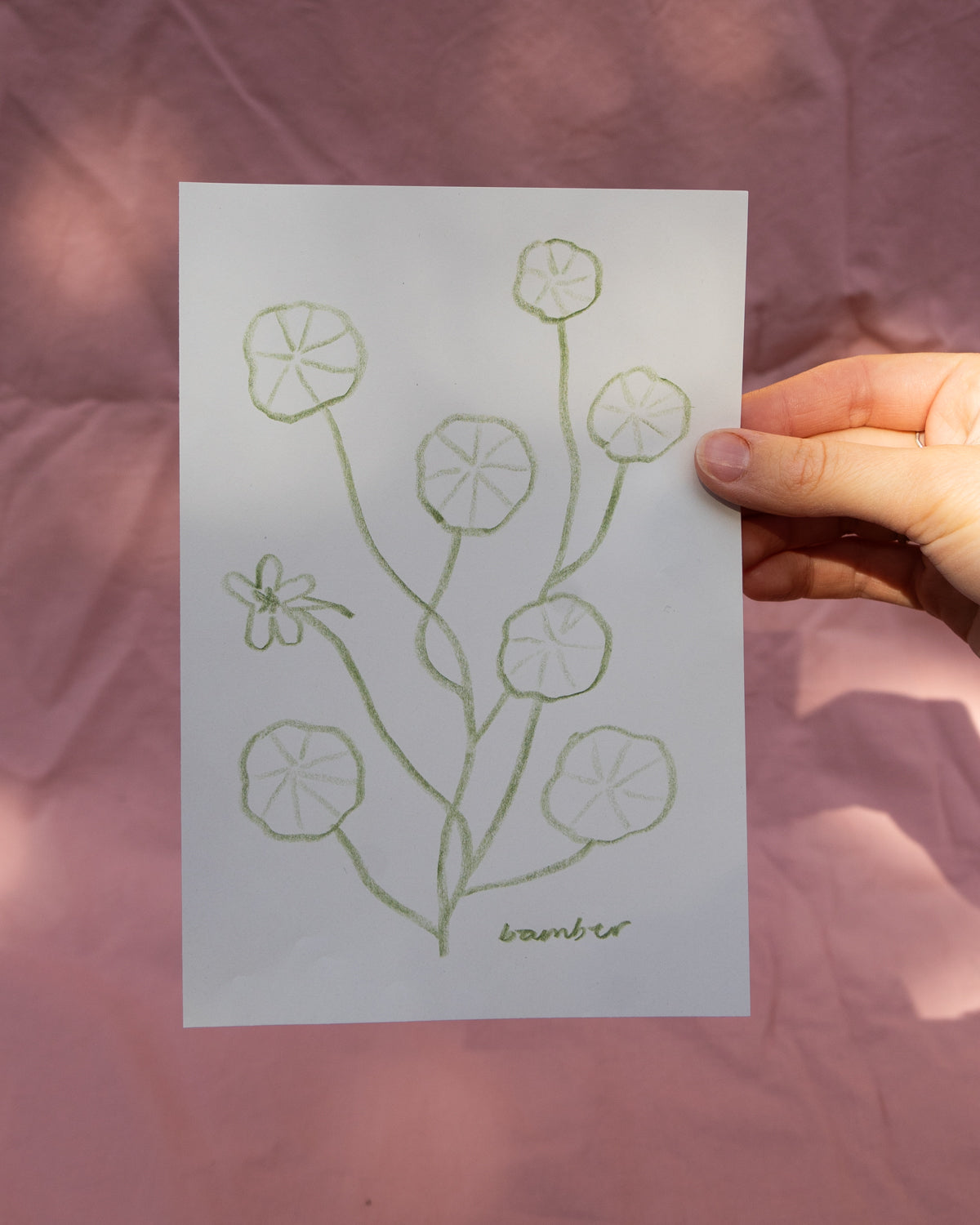 Green Nasturtium