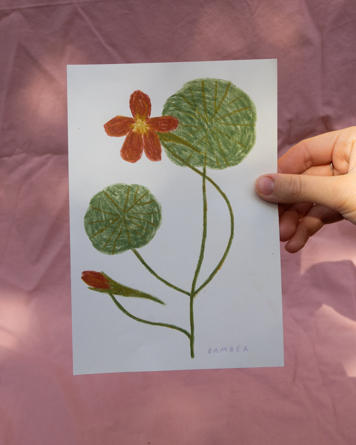 Nasturtium Flower