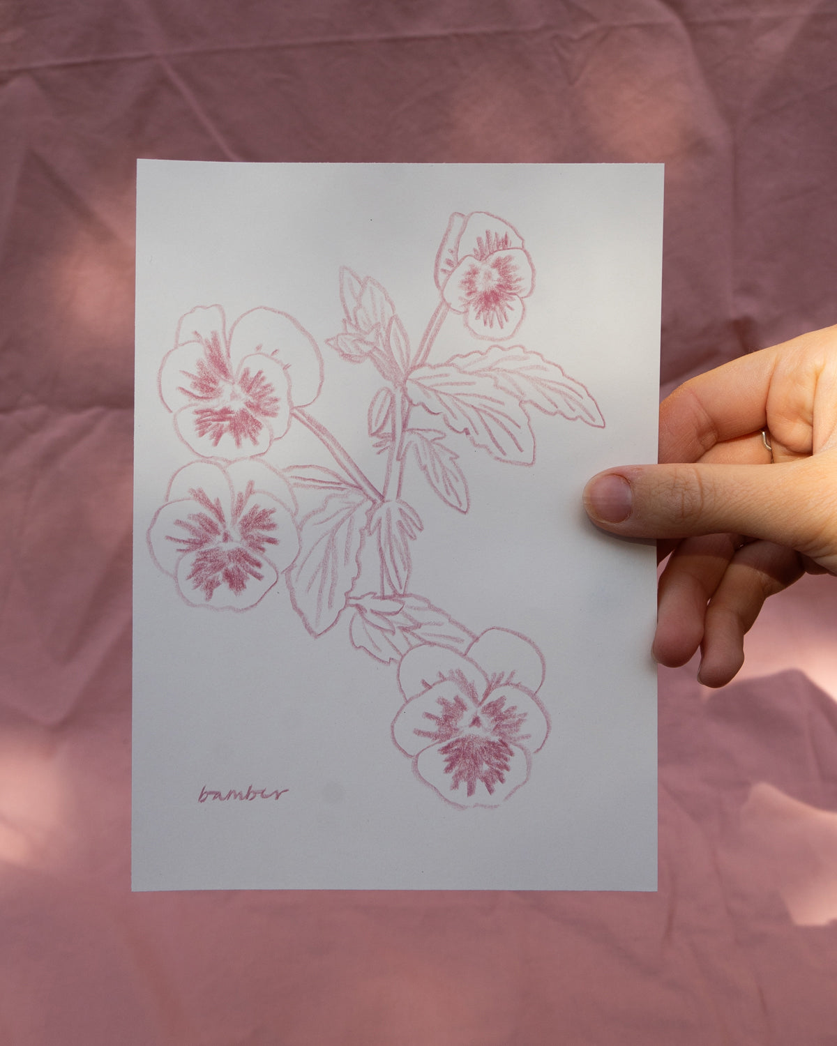 Pink Pansies