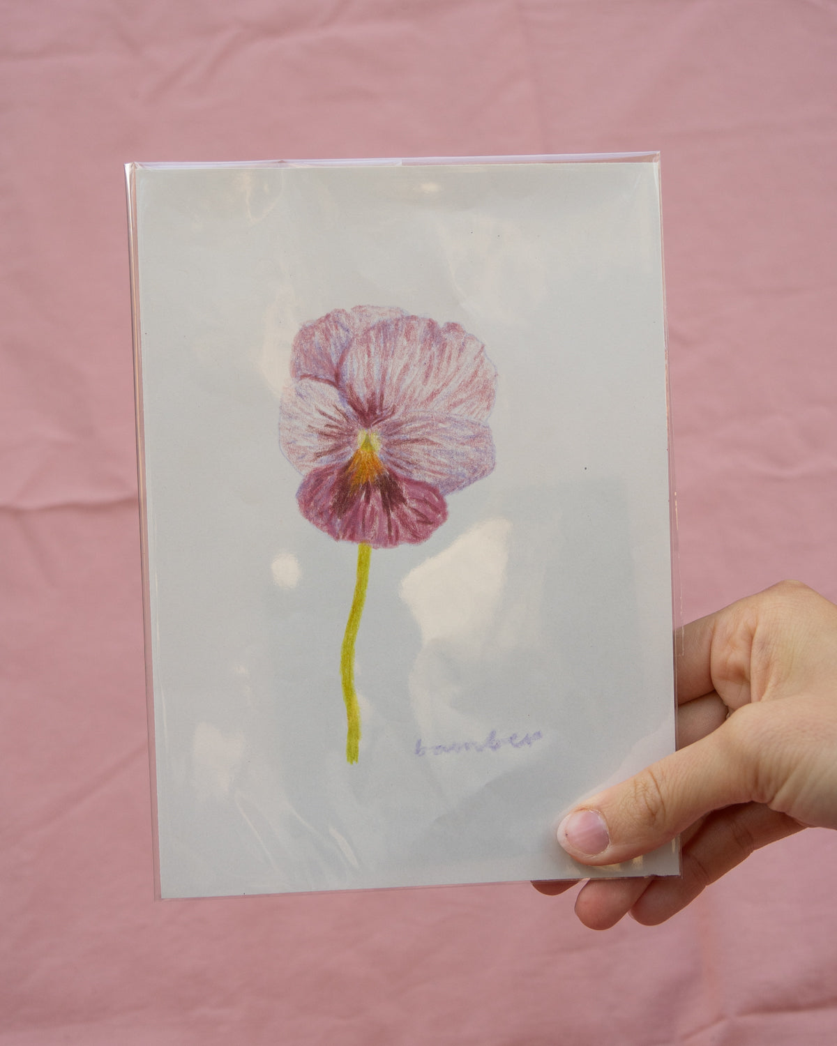 Pansy Drawing