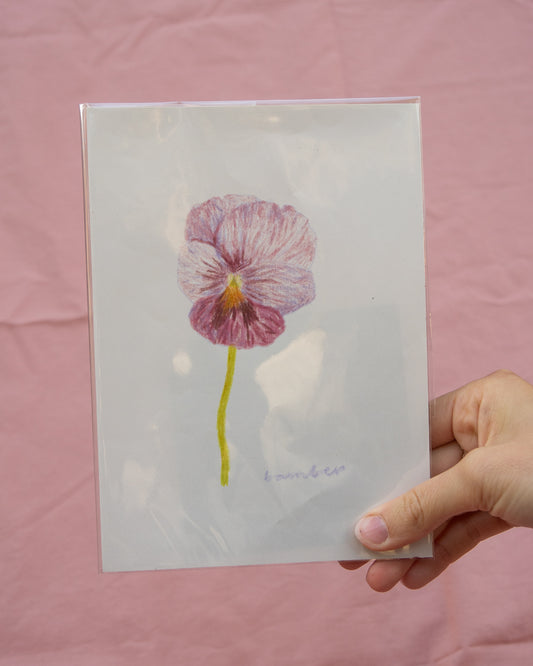 Pansy Drawing